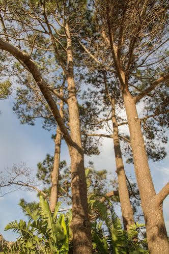 Four Pines Lodge เฮอร์มานุส ภายนอก รูปภาพ